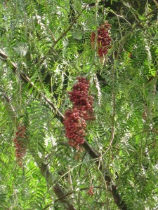 Rosépepparträd i Alanya